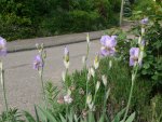 Schwertlilie Iris.jpg