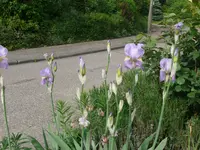 Schwertlilie Iris.webp