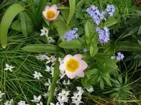 Tulpen (1).webp