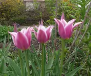 Tulpen4.webp