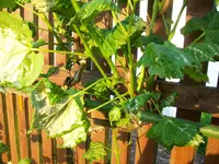 Weinkrankheiten 025.webp