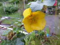 P1150048.webp