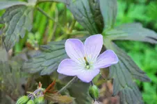 Ger. maculatum espresso.webp