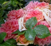 IMG_5382-002.webp