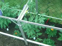 Big Orange from Amuz.webp