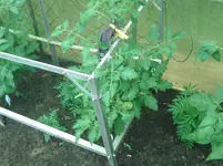 Fleischtomate Kasachstan.webp