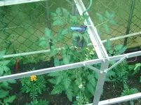 Pfingstgruß.jpg