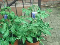 Pomodoro da Impalazza.webp