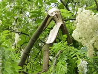 P1150100.webp