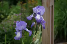 Blue Shimmer.webp