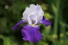 Dancer Blau.webp