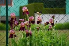 DSC05708.webp
