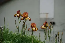 Santana.webp