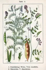 wilde wicke.webp