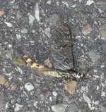 k-P1100890.webp