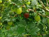 k-erste rote Stachelbeere.webp