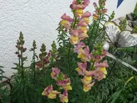 k-P1100892.webp