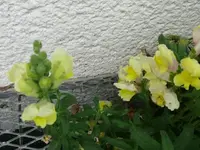 k-P1100893.webp