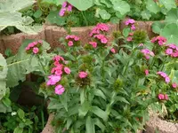 k-P1100916.webp