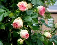IMG_0659 (2).webp