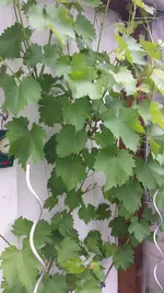 20160530_141726.webp