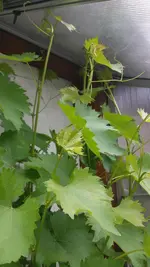 20160530_141804.webp