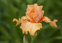 IMG_0105.webp