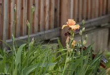 IMG_0175.webp