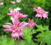 Geranium x oxonianum `Southcombe Double`.webp