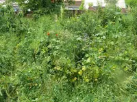 Wildwiese2.webp