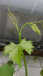 20160530_170043.webp