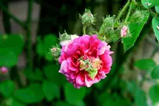 IMG_0621-002.webp