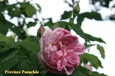 IMG_0641.webp