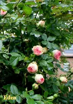 IMG_0659-002.webp