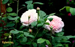 IMG_0729.webp