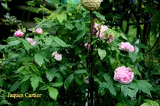 IMG_0735.webp