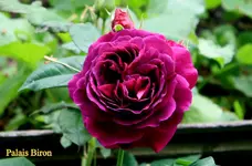 IMG_0741.webp