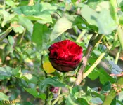 IMG_0693.webp