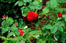 IMG_0752.webp
