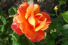 SAM_1437.webp