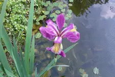 SAM_1436.webp