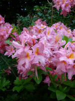 P1120044.webp