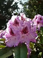 P1110974.webp