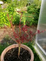 2016-05-28 Ahorn Shaina1.webp
