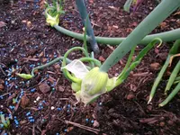 2016-05-28 Etagenzwiebel Detail.webp