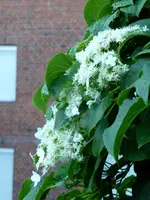 P1000626Hortensie.webp