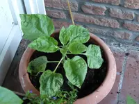 P1000630Sonnenblume.webp