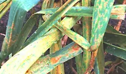 Knoblauch Detail.webp