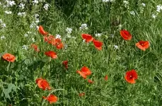 Klatschmohn.jpg
