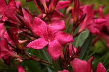 Oleander_rot_Wasser_Tropfen_makro2_900.webp